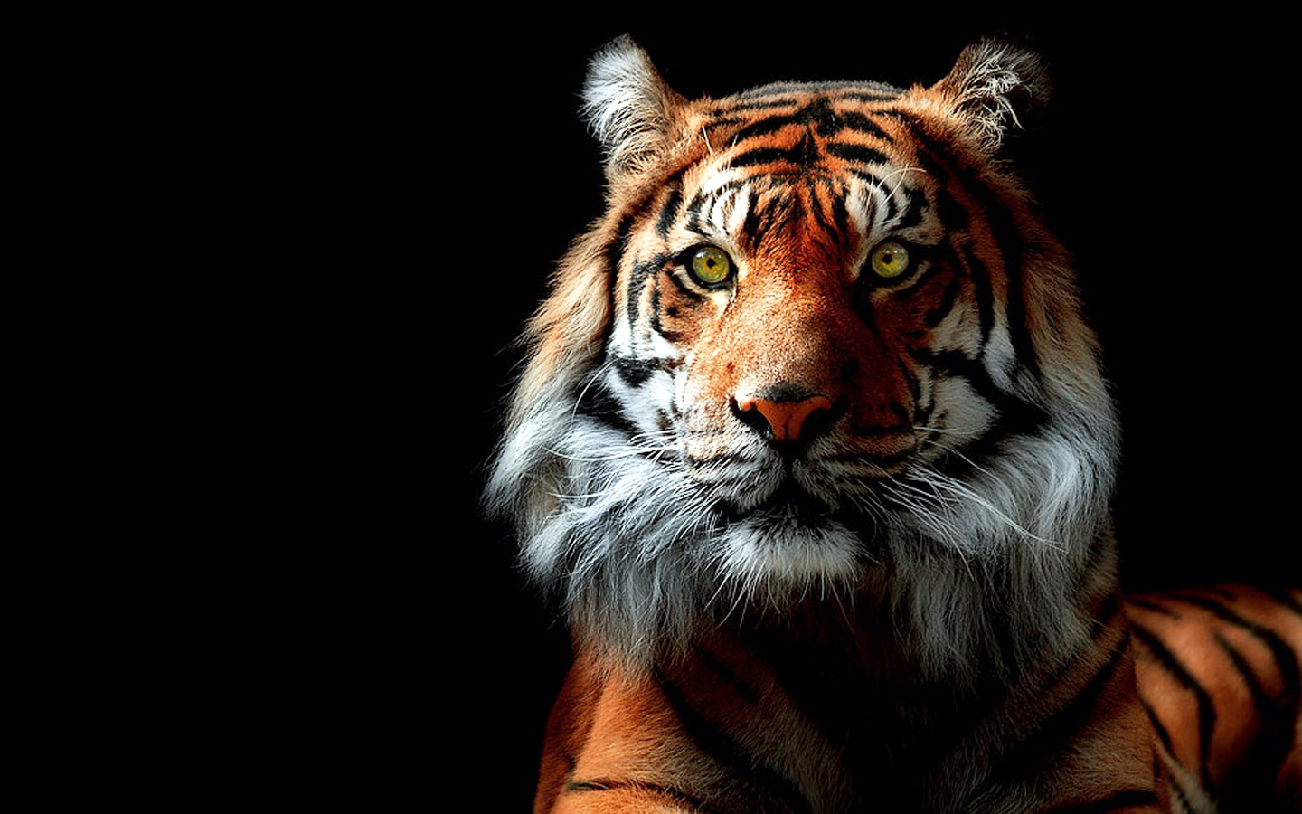 tiger wallpaper animal