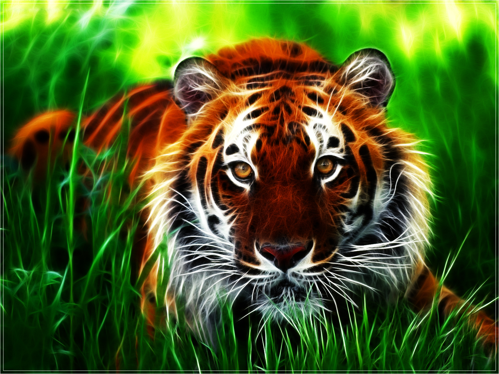 tiger wallpaper beautiful nature