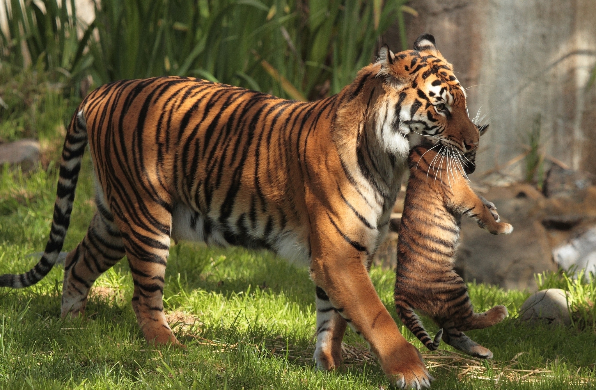 tiger wallpaper cub baby
