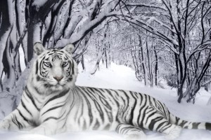 tiger wallpaper elegant white