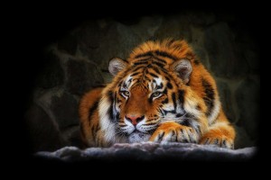 tiger wallpaper hunt mode