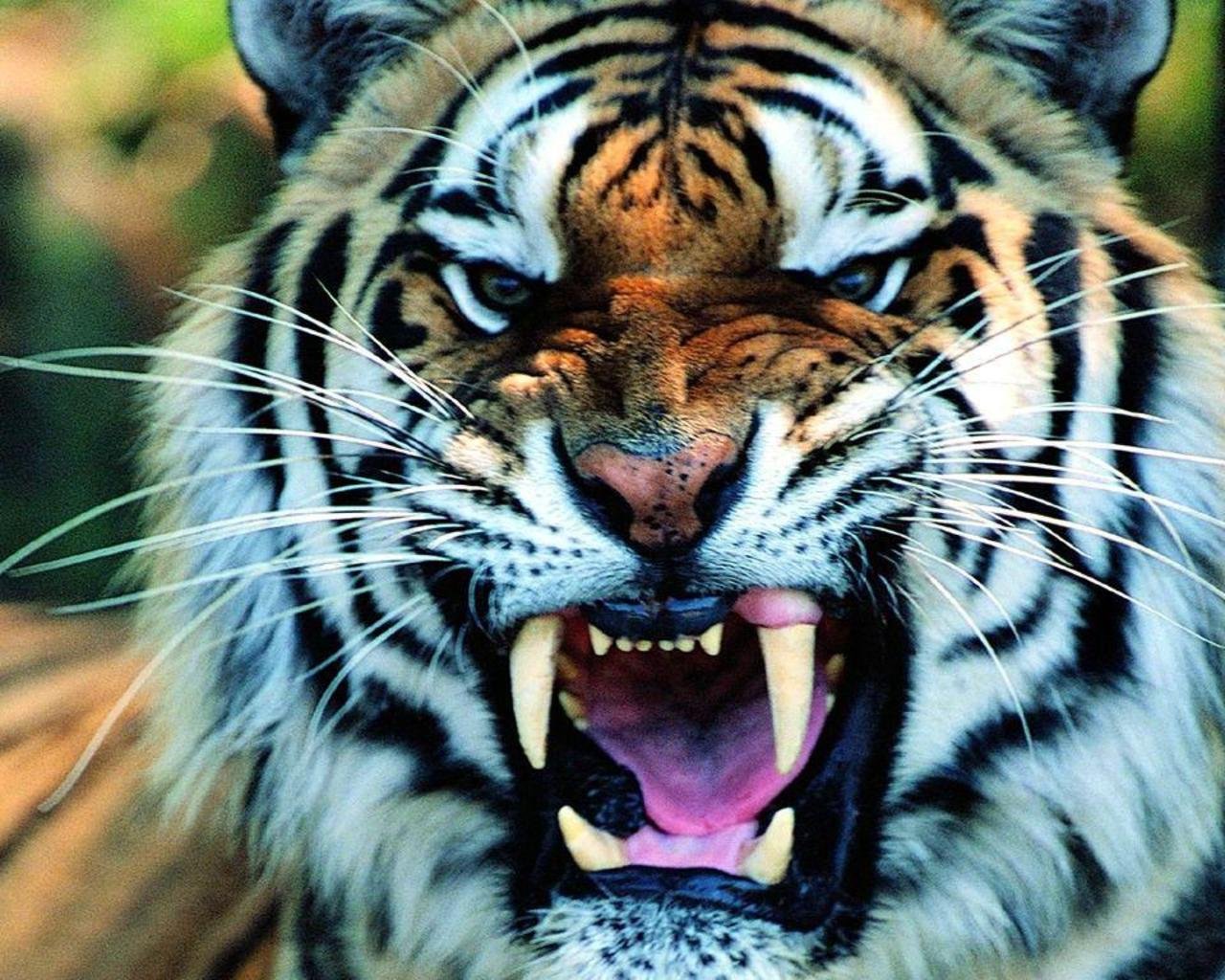 tiger wallpaper ravishing