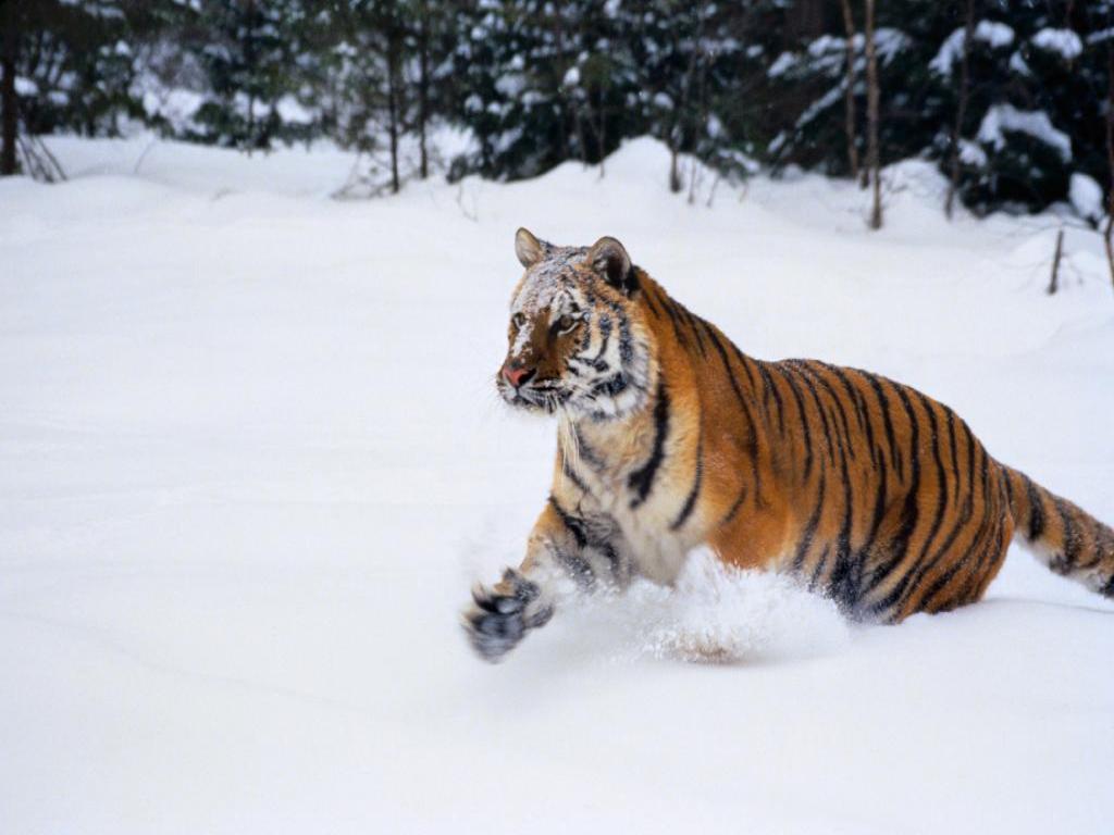 tiger wallpaper snow
