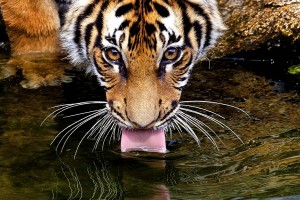 tiger wallpaper thirsty