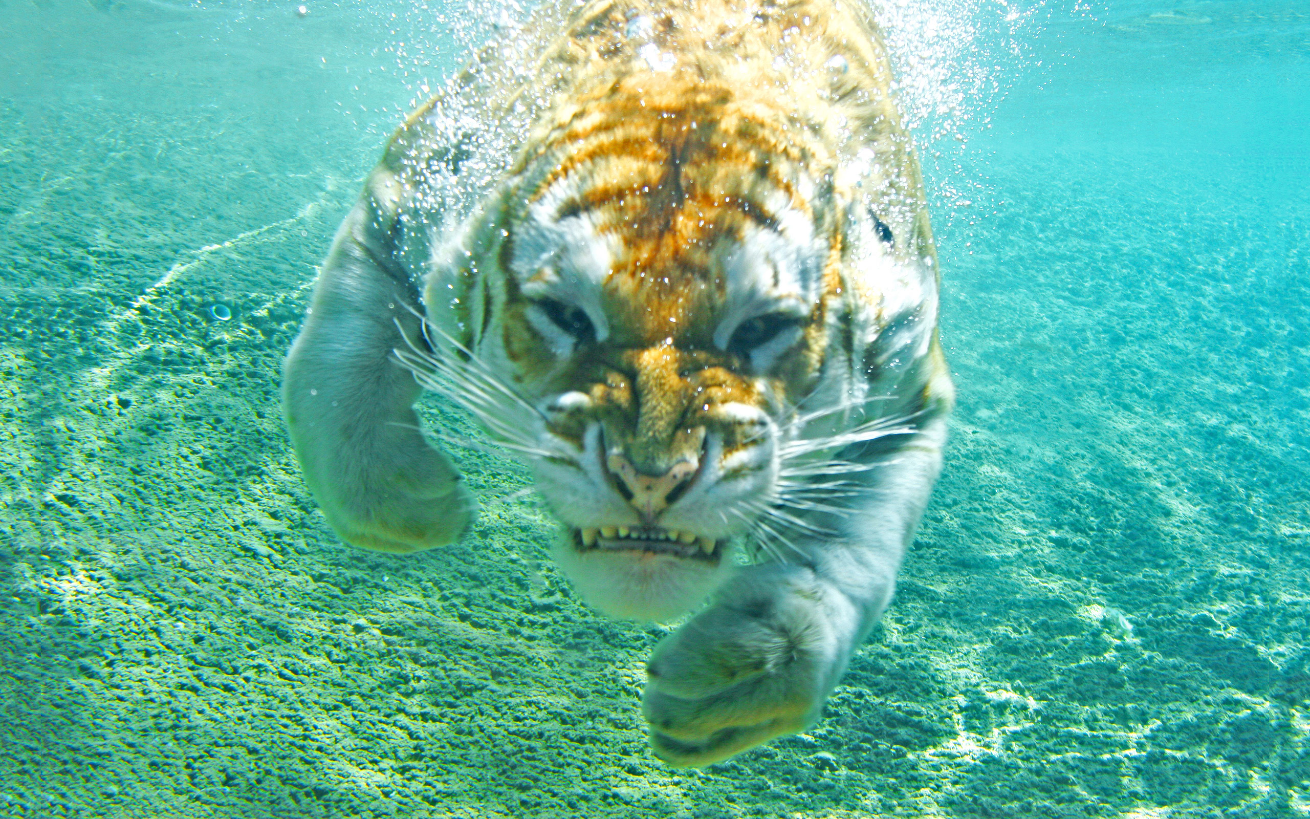 tiger wallpaper underwater funny