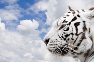 tiger wallpaper white hd