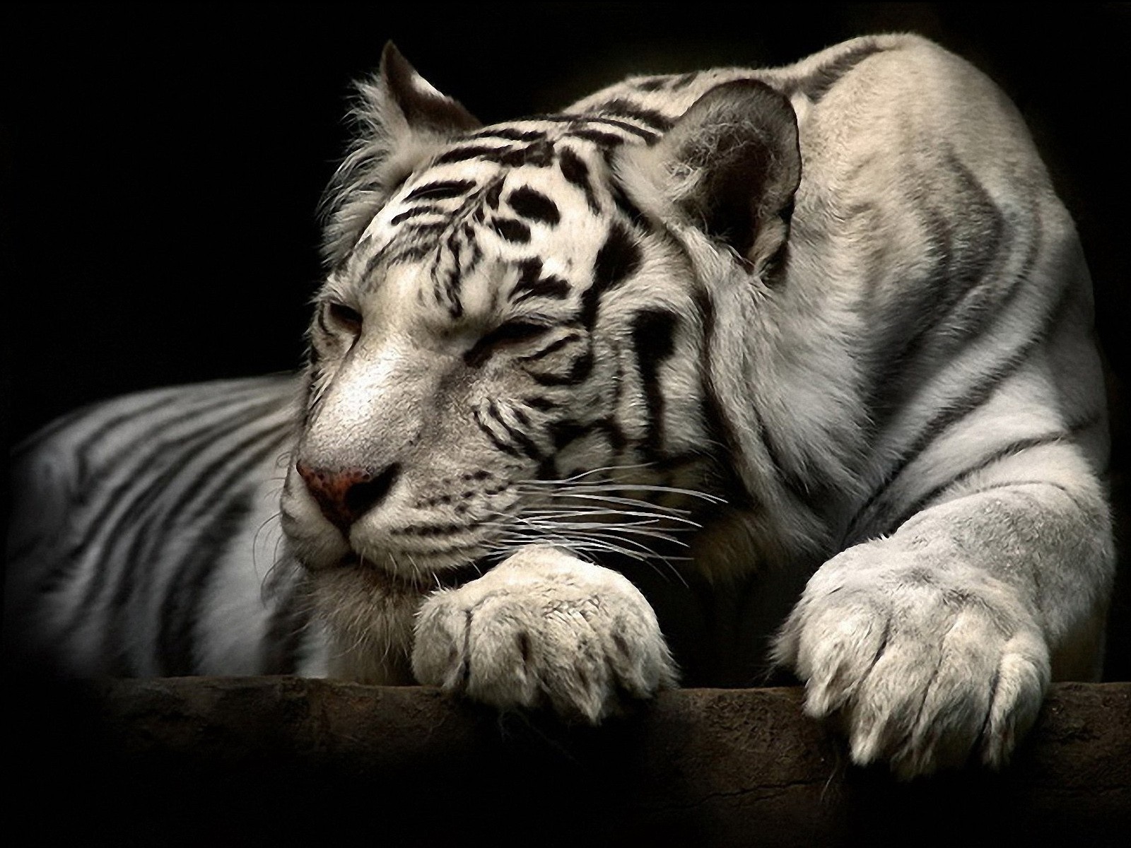 tiger wallpaper white