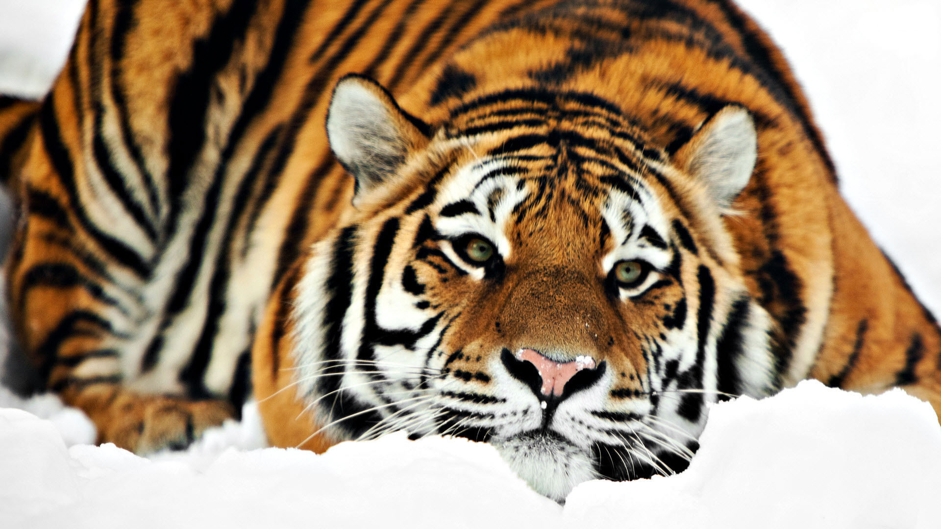 tiger wallpaper widescreen HD