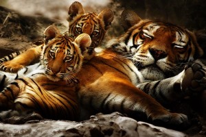 tiger wallpaper wild HD