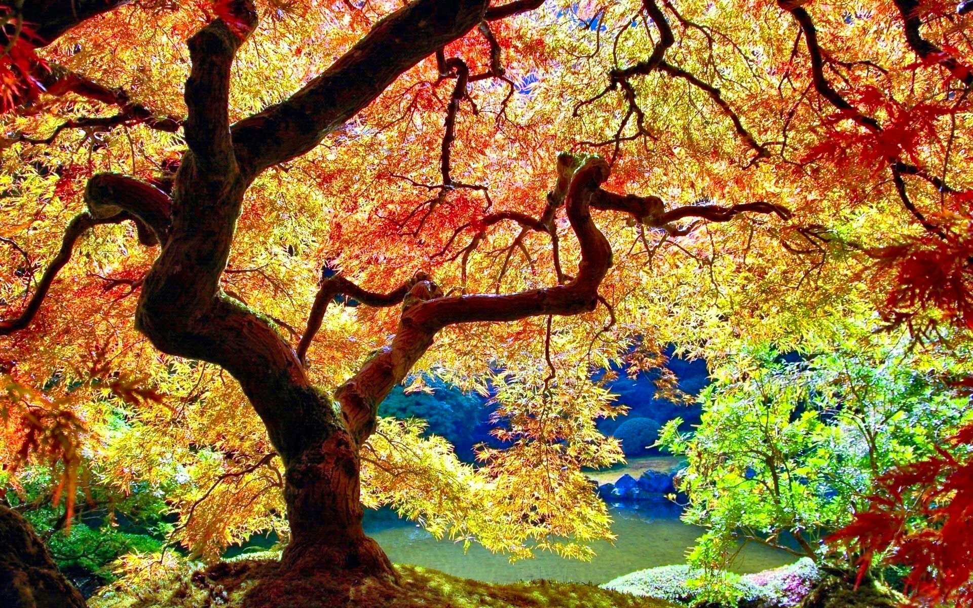 trees wallpapers colorful