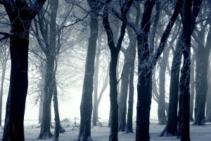 trees wallpapers dark forest