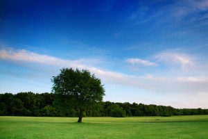 trees wallpapers green