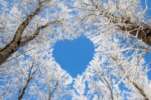 trees wallpapers love heart