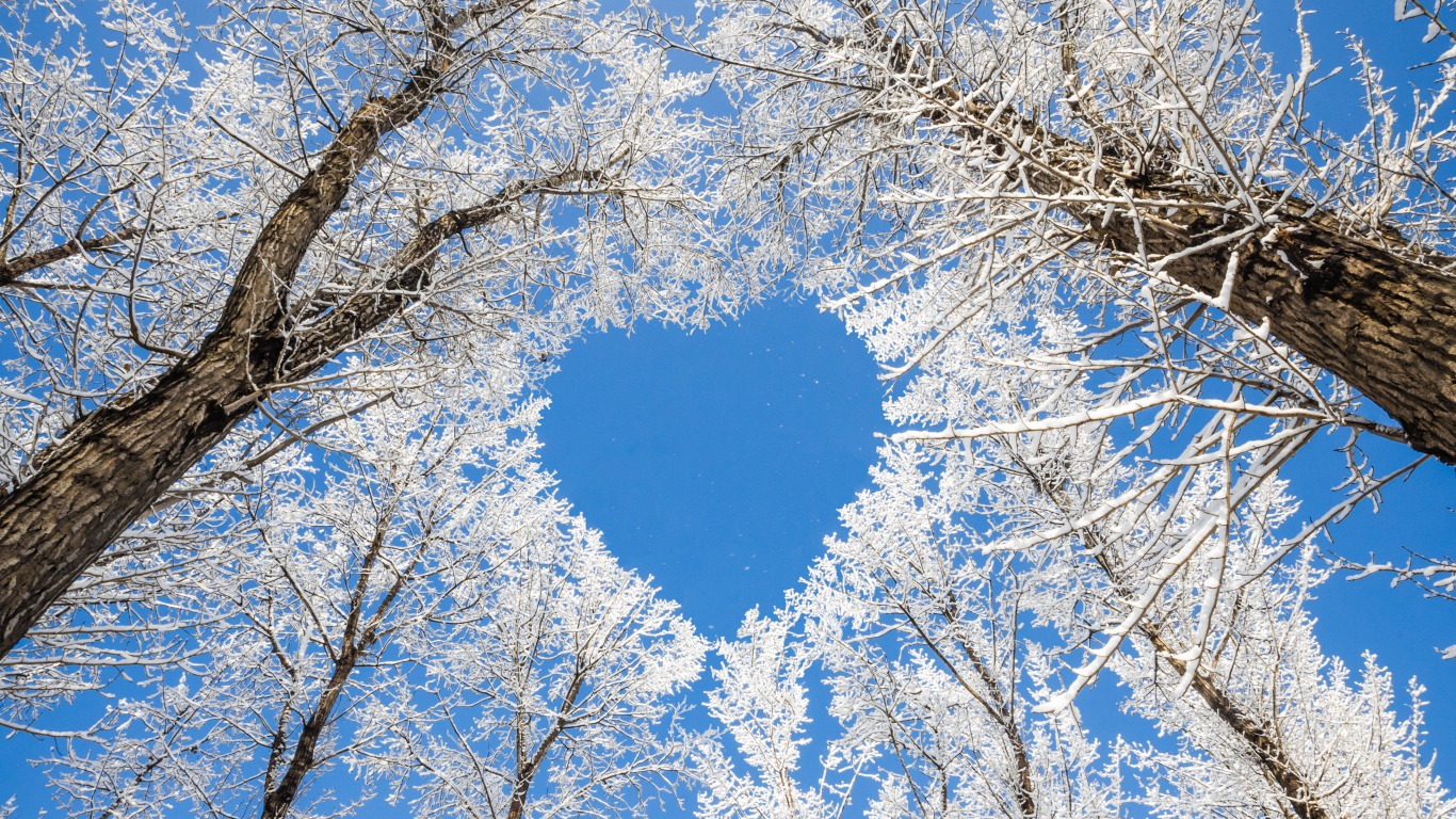 trees wallpapers love heart