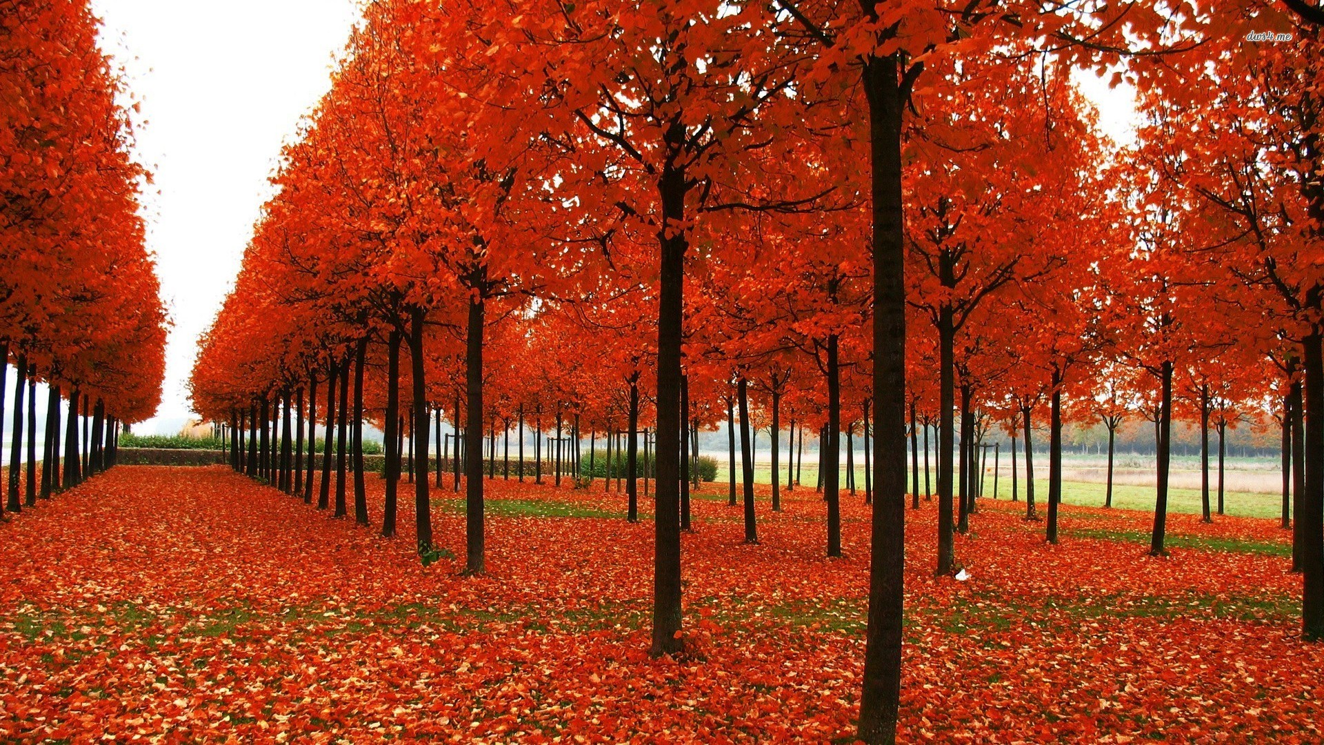 trees wallpapers magnificent