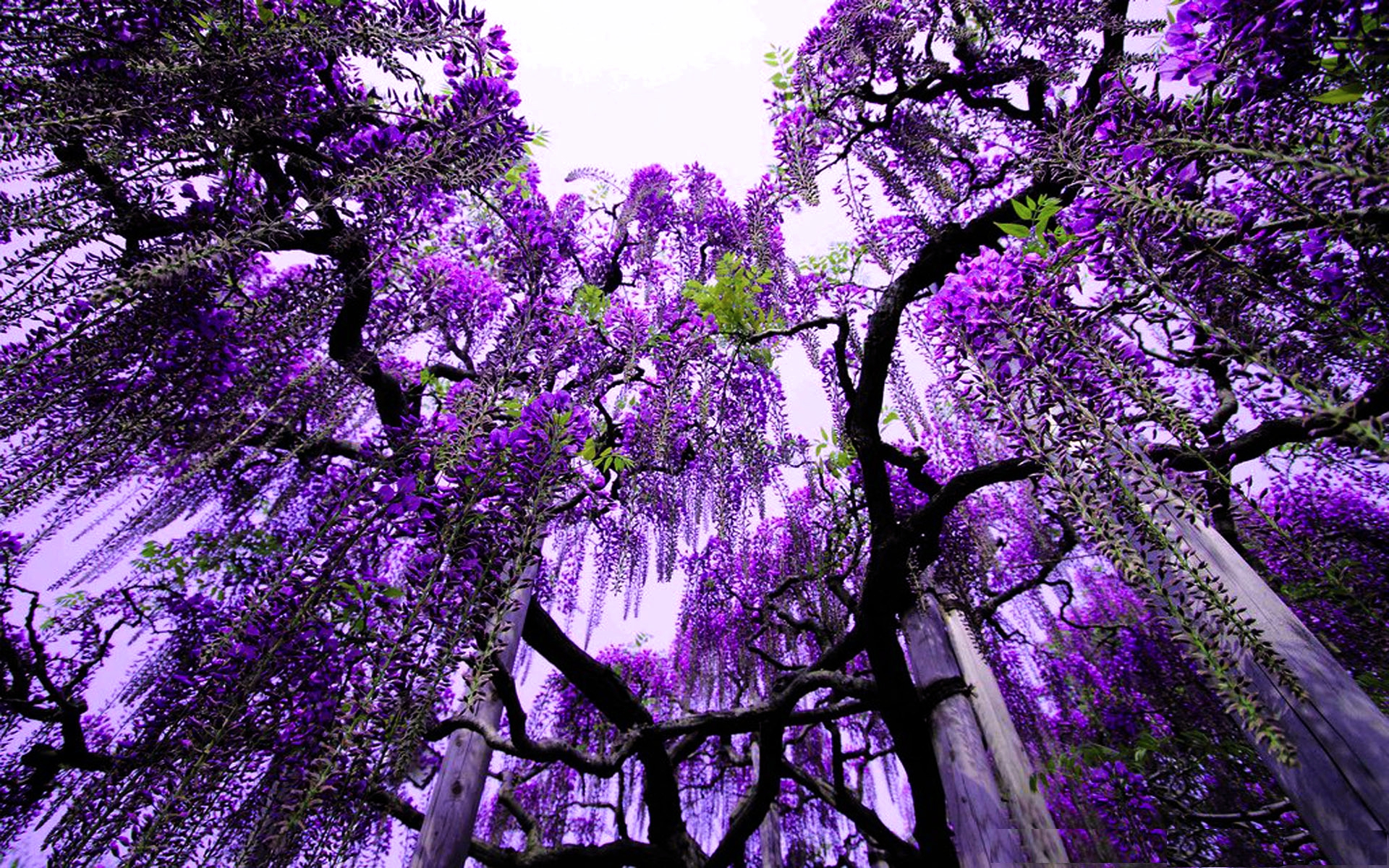 trees wallpapers purple