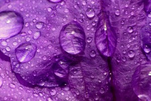 water wallpaper purple