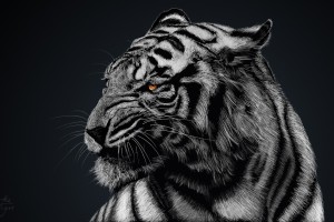 white tiger pictures