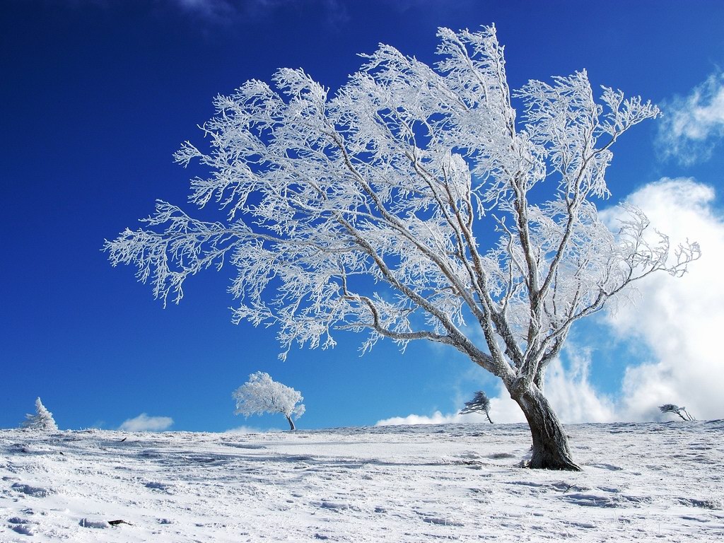 winter wallpapers hd trees