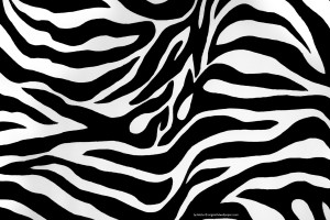 zebra print wallpapers cute