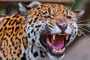 angry leopard desktop backgrounds