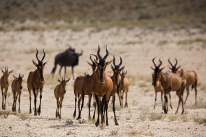 antelopes wildlife