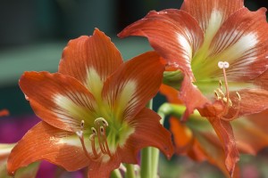 auburn lilies