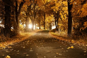 autumn beautiful road