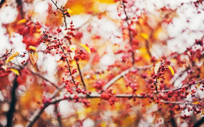 autumn berries wallpaper