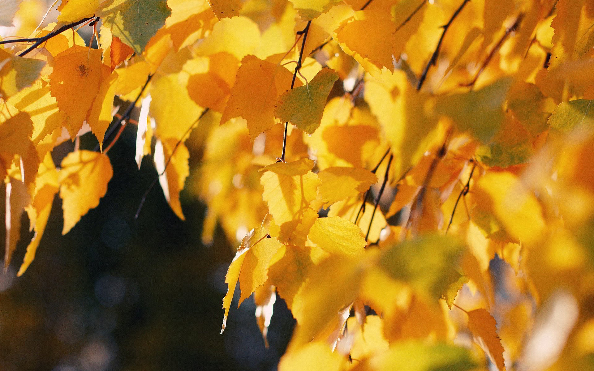 autumn birch wallpaper