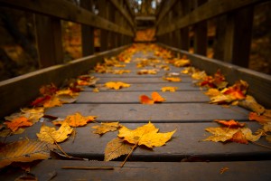 autumn bridge wallpaper