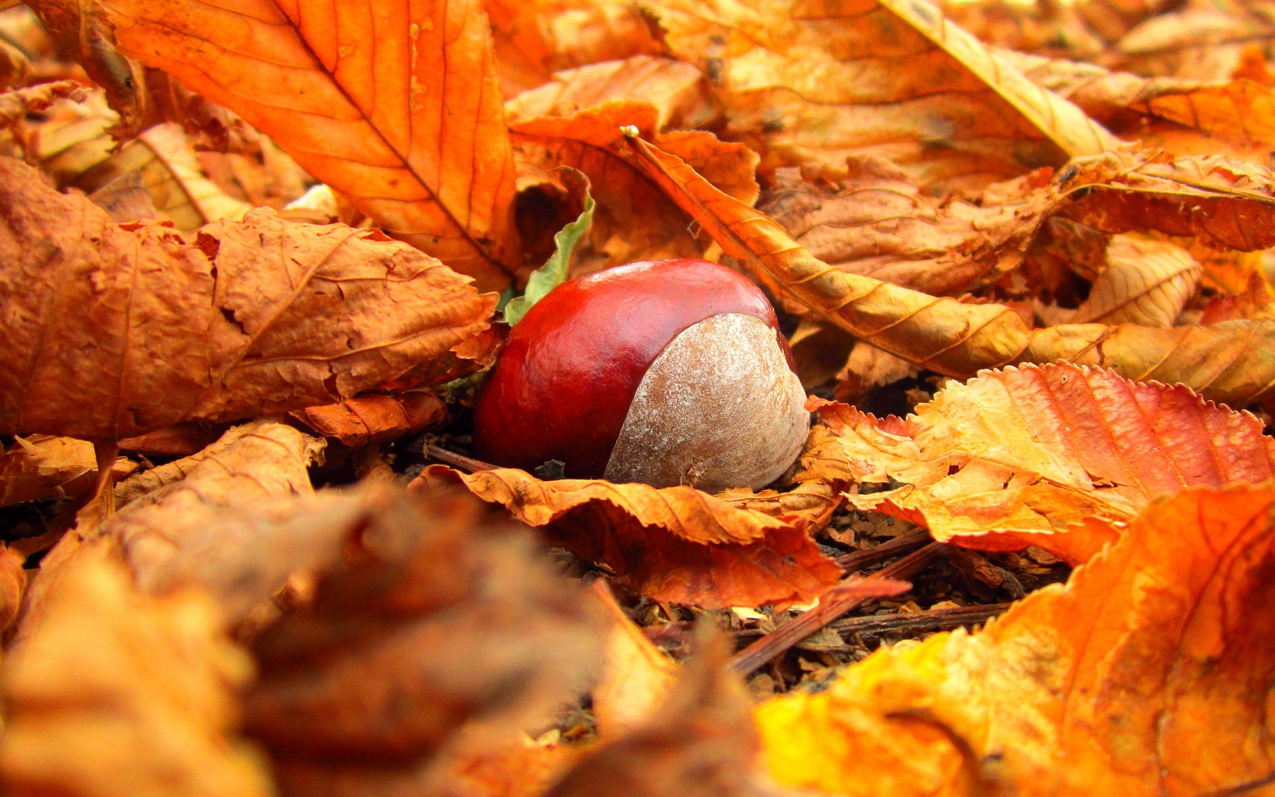 autumn chestnuts pictures