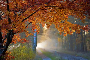 autumn foliage road