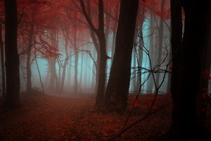 autumn forest mystic