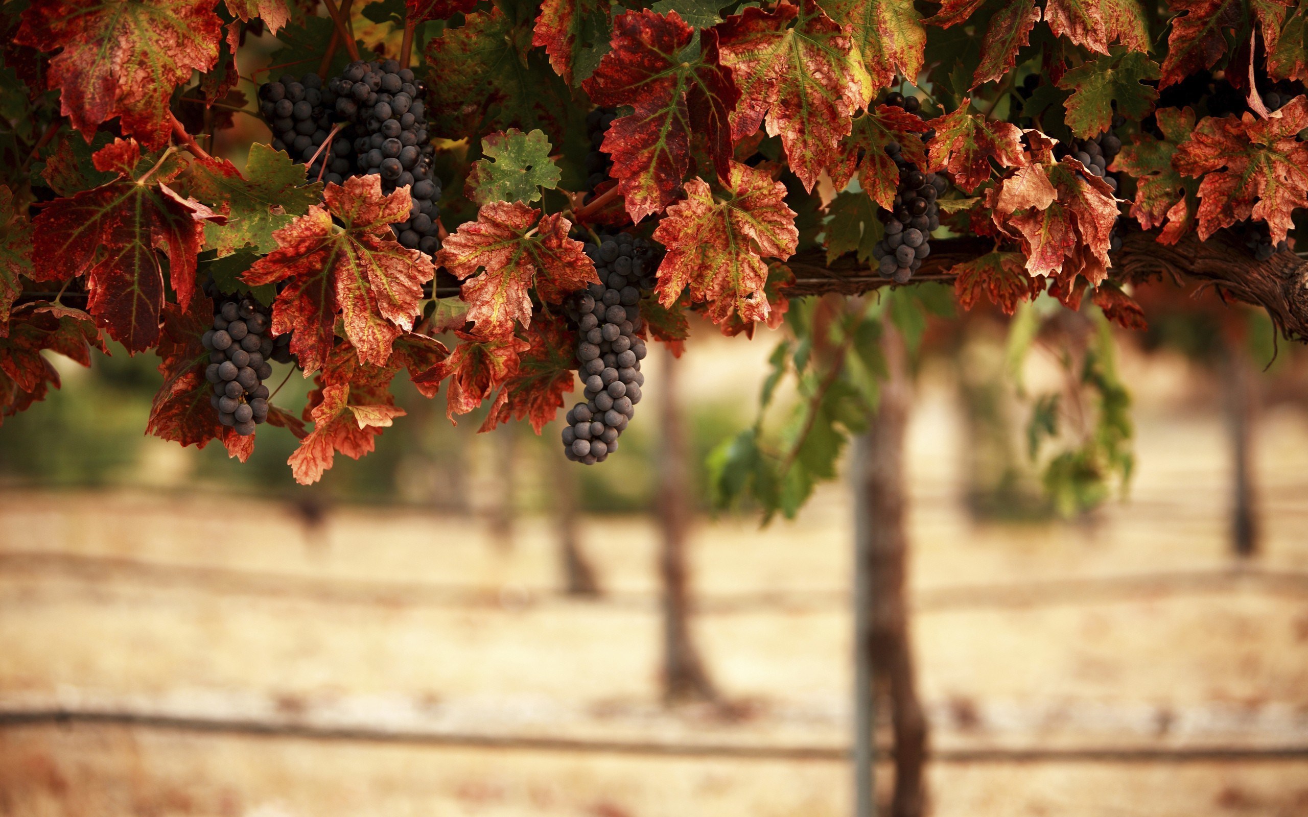 autumn grapes farm