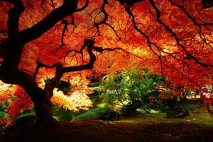 autumn maple tree hd