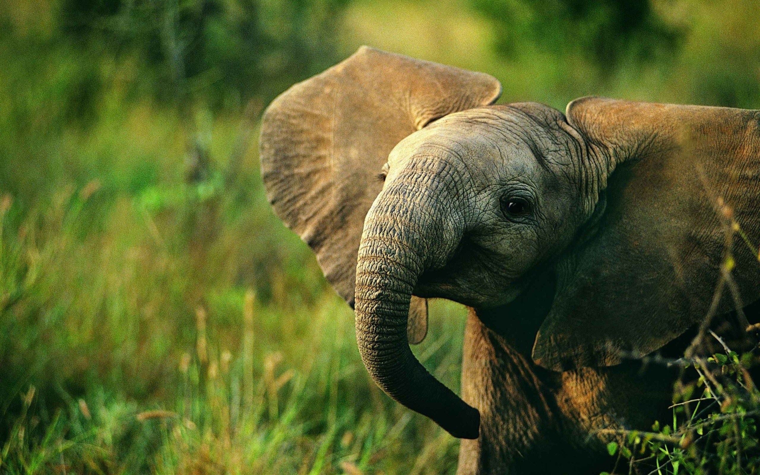 baby elephant - HD Desktop Wallpapers | 4k HD