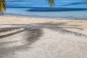 beach sand tree hd