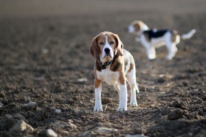 beagles dogs
