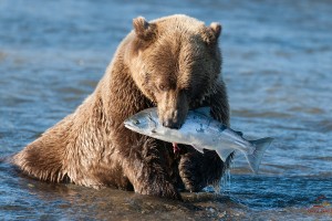 bear hunting fish