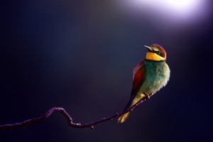 beautiful bird images