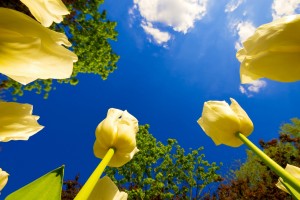 beautiful tulips flowers yellow