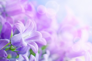 beautiful wallpaper purple flower