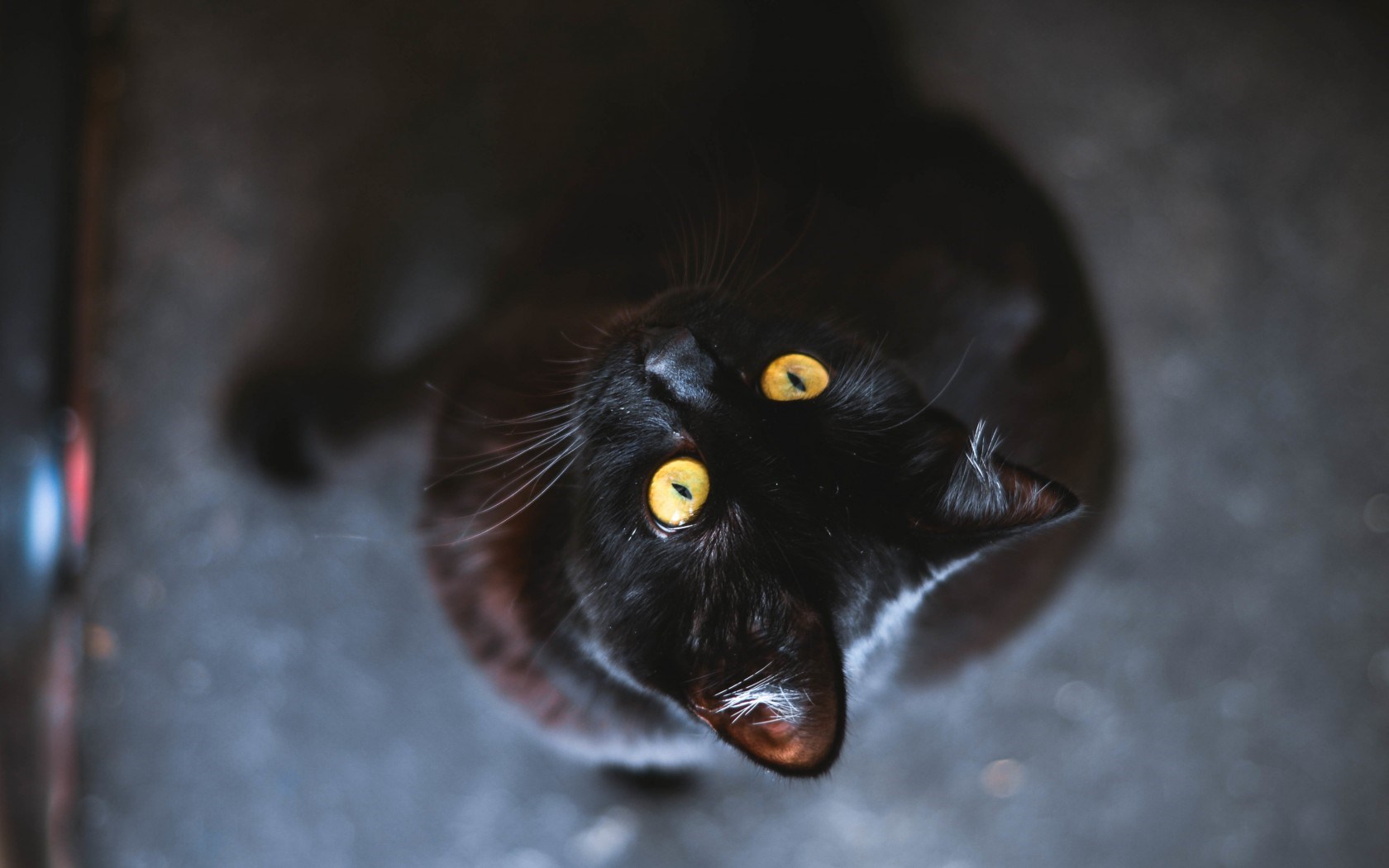 black cat hd images