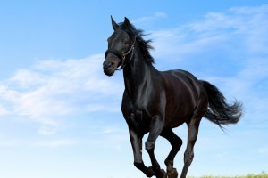 black horse amazing