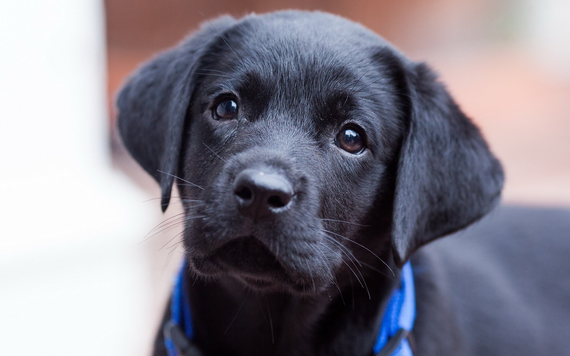 Black Lab Puppies for sale in Illinois USA