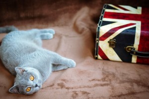 british cat funny