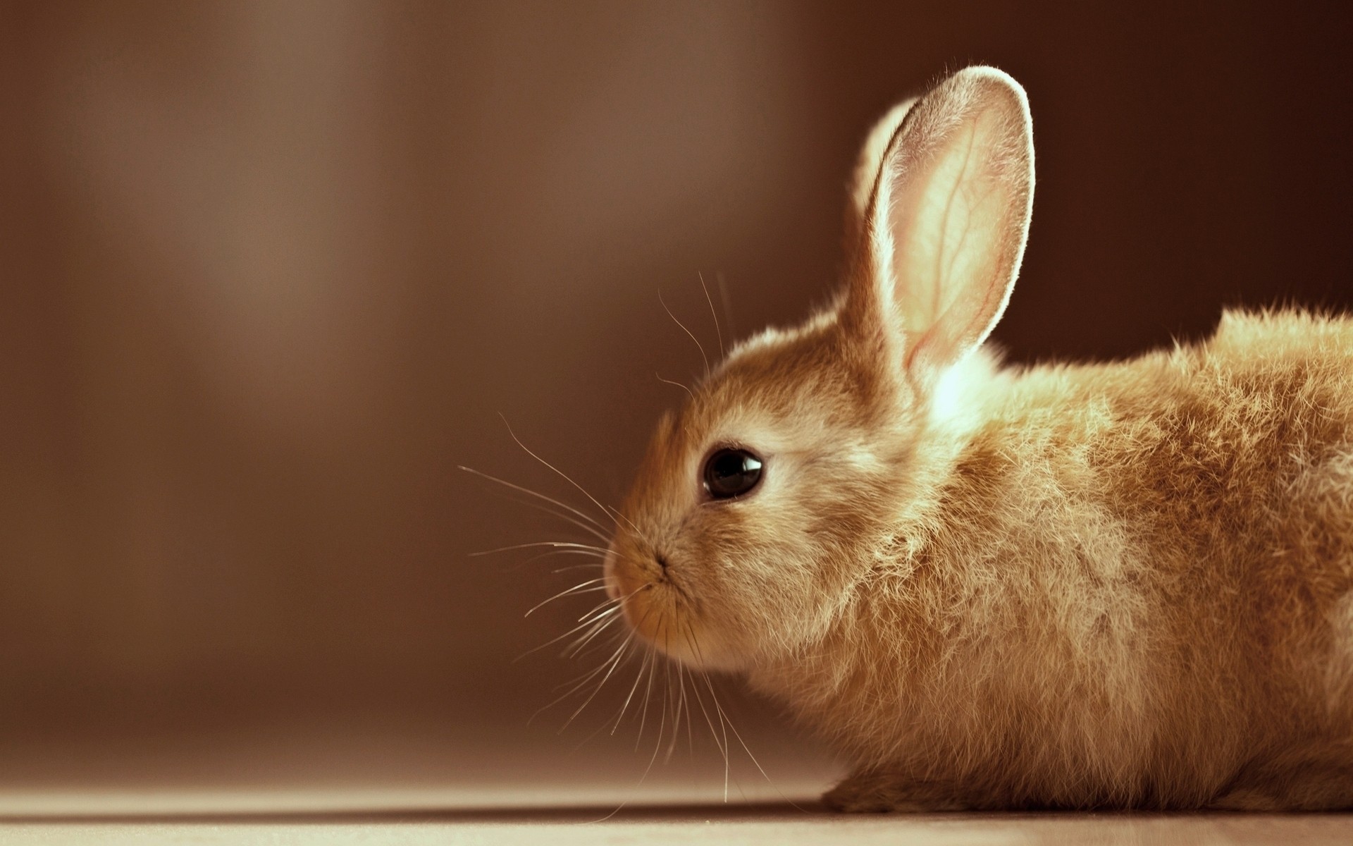 brown bunny rabbit cute