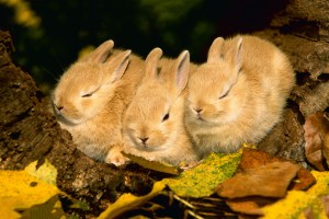 bunnies sleeping cute wallpaper
