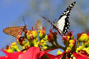 butterflies pictures full hd